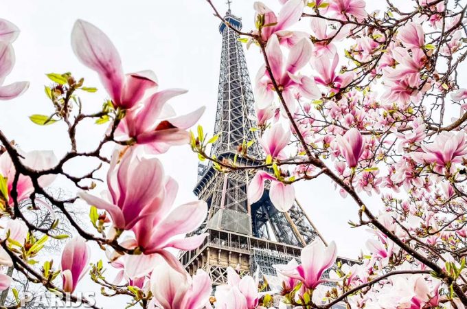 Bloesem en magnolia bij de Eiffeltoren in Parijs