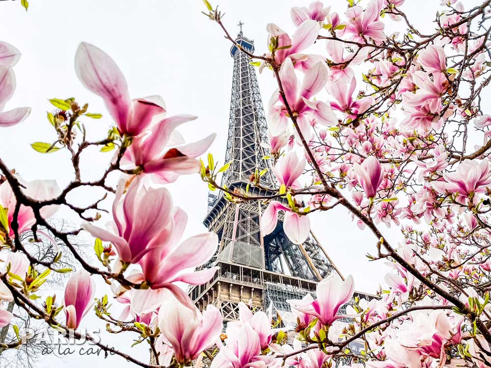 Bloesem en magnolia bij de Eiffeltoren in Parijs