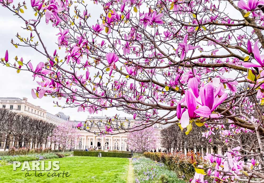 Magnolia in bloei bij het Grand Palais in Parijs